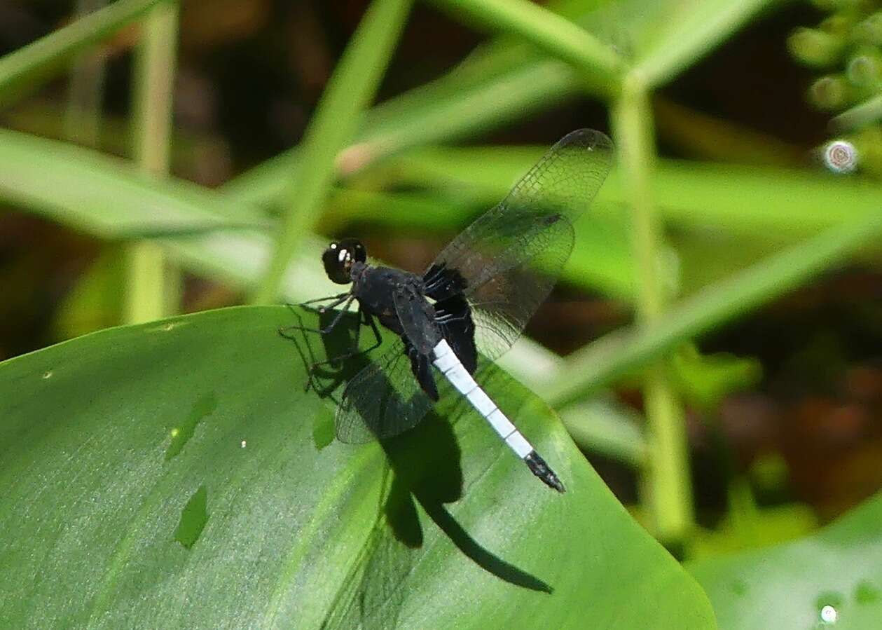 Слика од Erythrodiplax unimaculata (De Geer 1773)