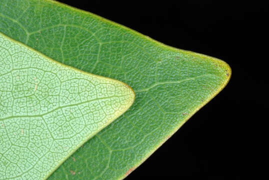 Image of Tulip tree