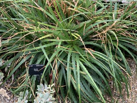 صورة Dyckia frigida Hook. fil.