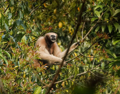 Image of Hoolock Gibbon