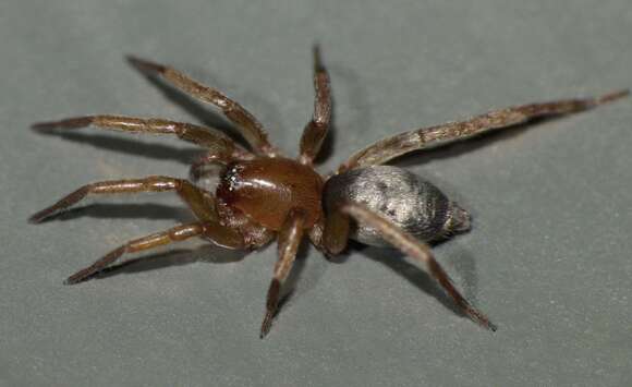 صورة Gnaphosidae