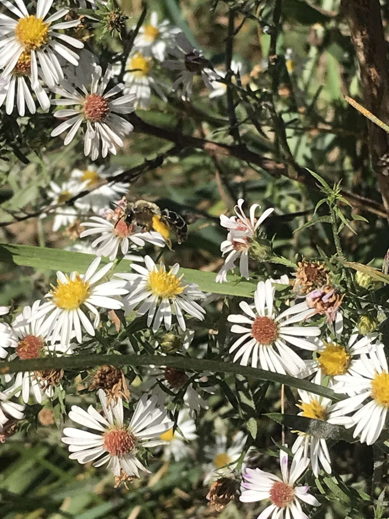 Image of Aster Andrena