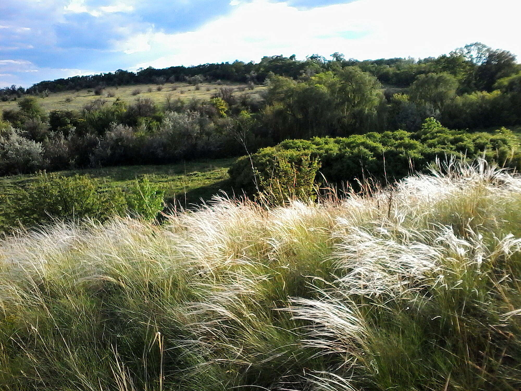 Plancia ëd Stipa lessingiana Trin. & Rupr.