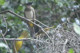 Imagem de Pycnonotus tricolor (Hartlaub 1862)