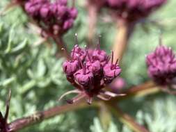 Image of purple leptotaenia