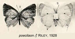 Image of Argiolaus poecilaon Riley 1928