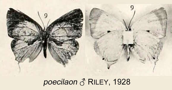 Image of Argiolaus poecilaon Riley 1928