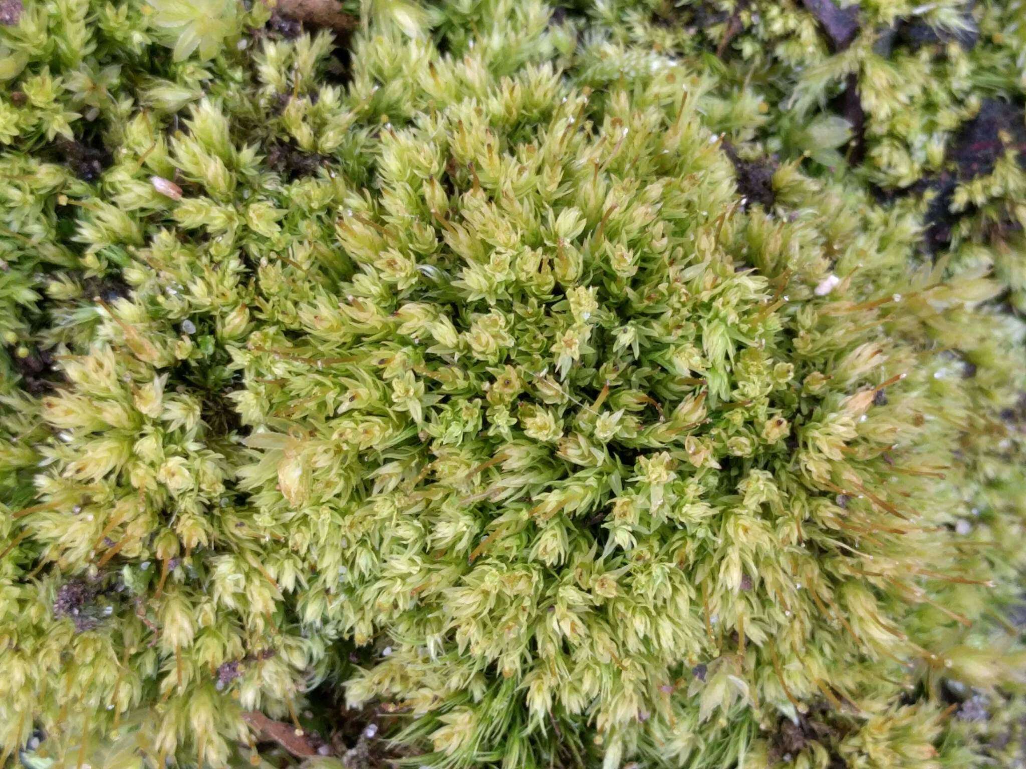 Image of aulacomnium moss