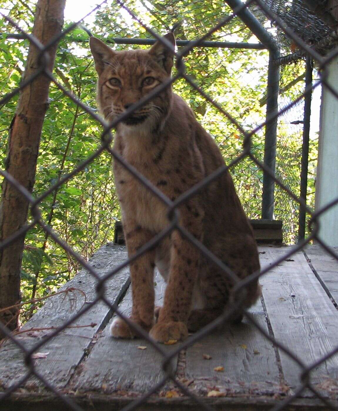 Image of Lynx lynx lynx (Linnaeus 1758)