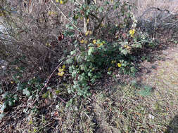 Image of Himalayan blackberry
