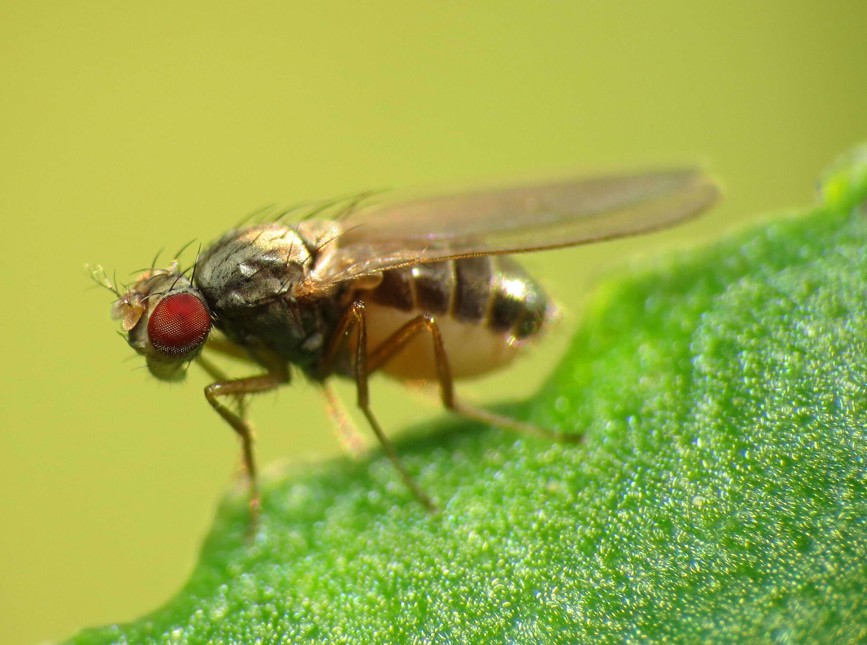 Image of Pomace fly