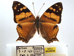 Image of Hypanartia lethe Fabricius 1793