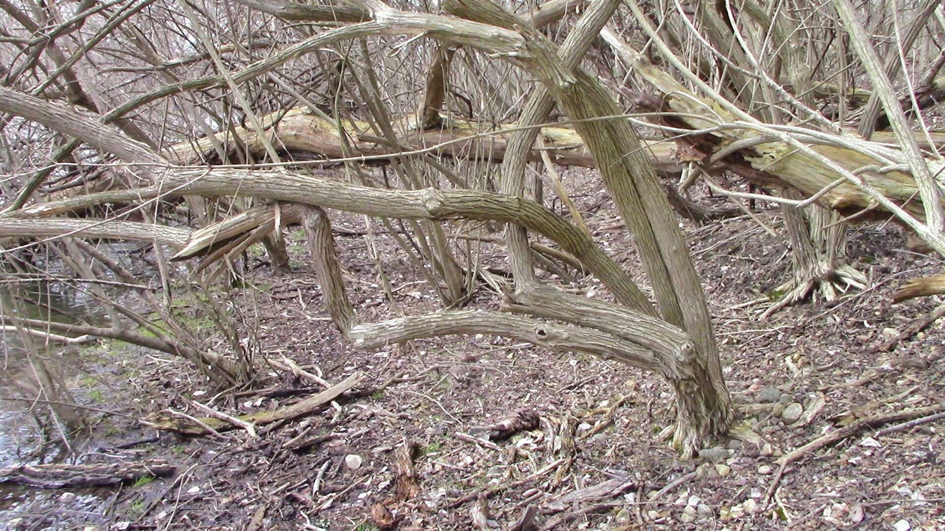 Image of Amur honeysuckle