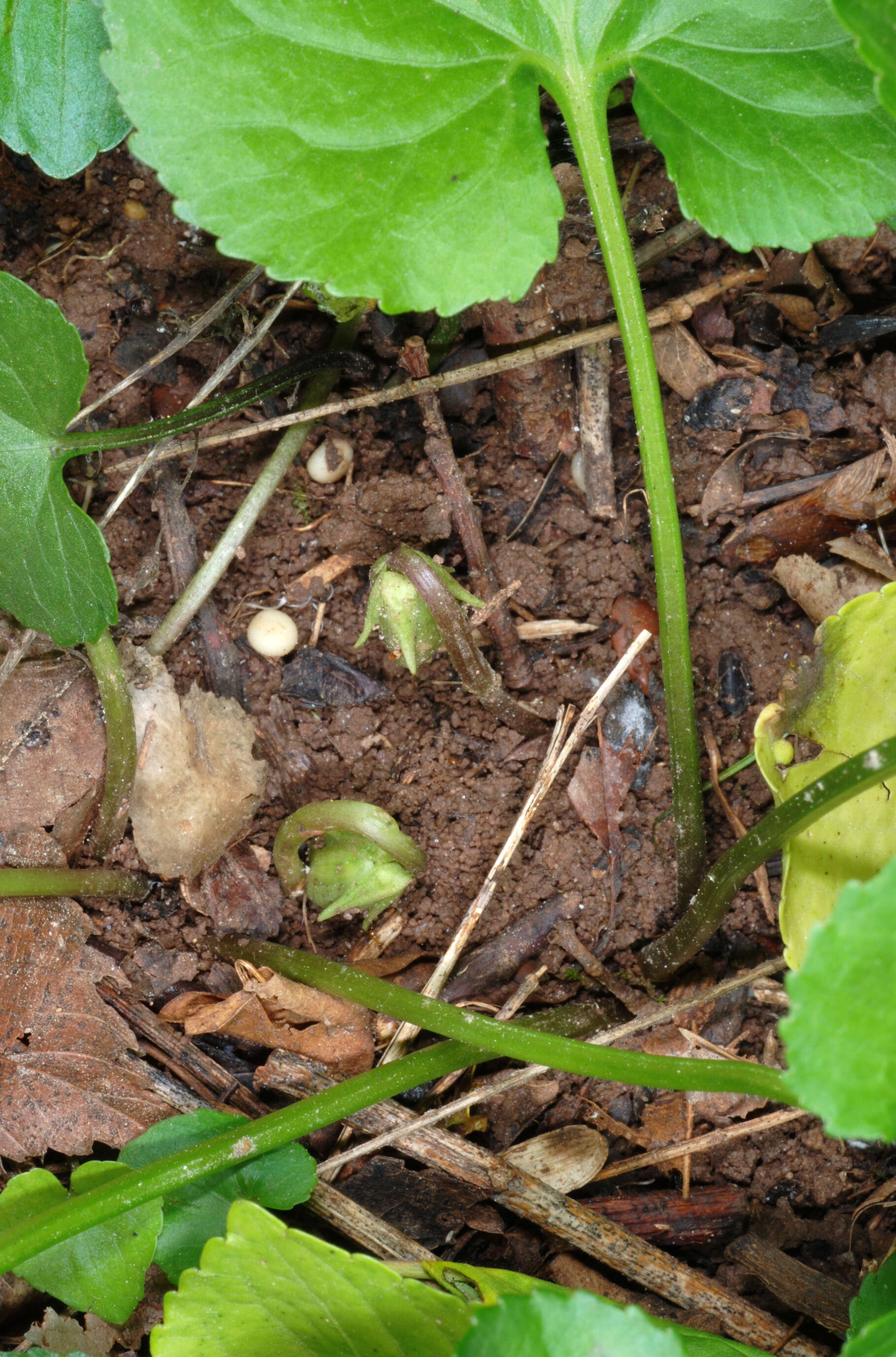 Image of common blue violet