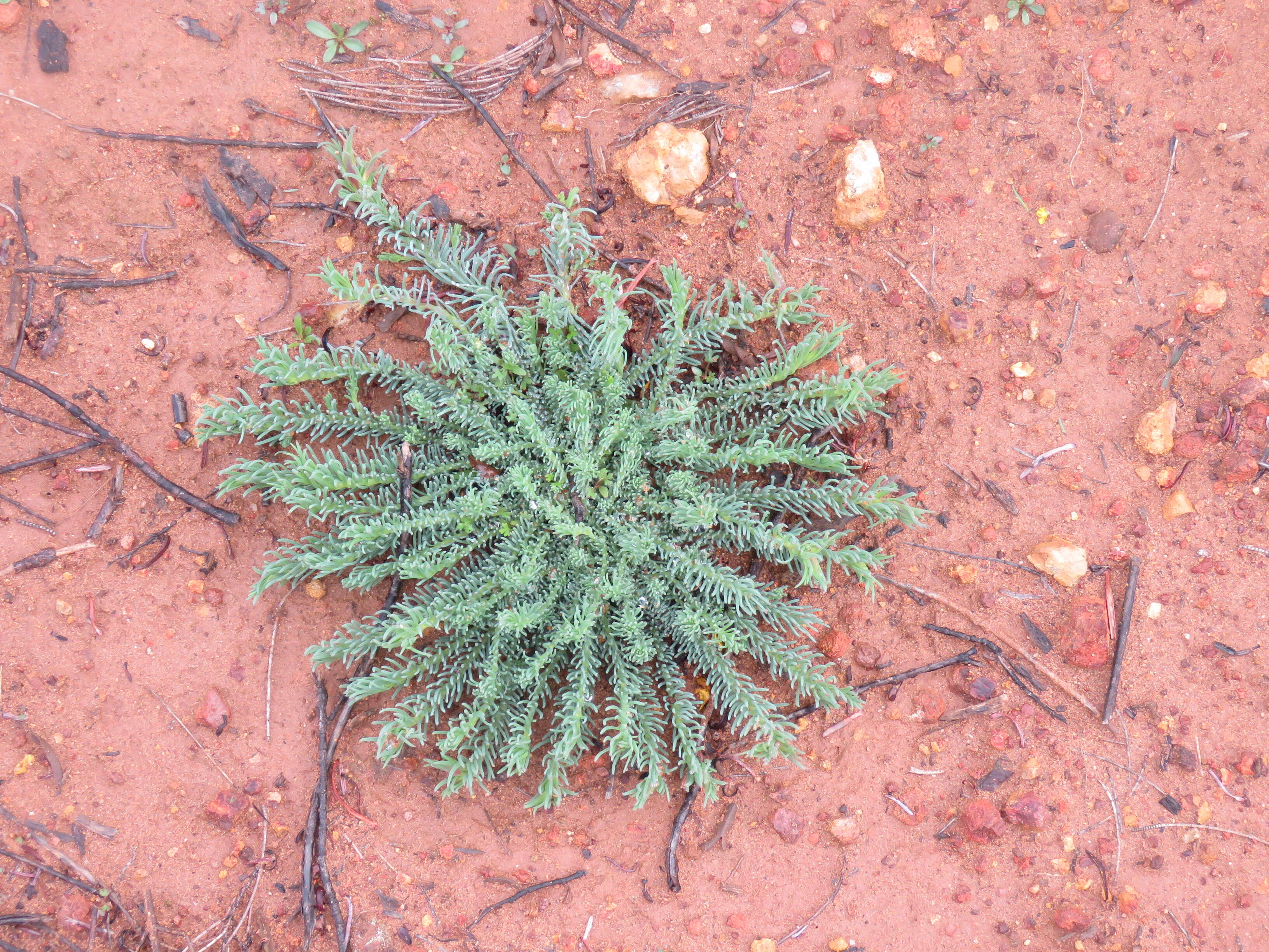 Image of Wreath Flower