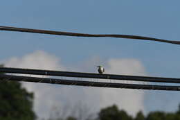 Image of Scissor-tailed Flycatcher