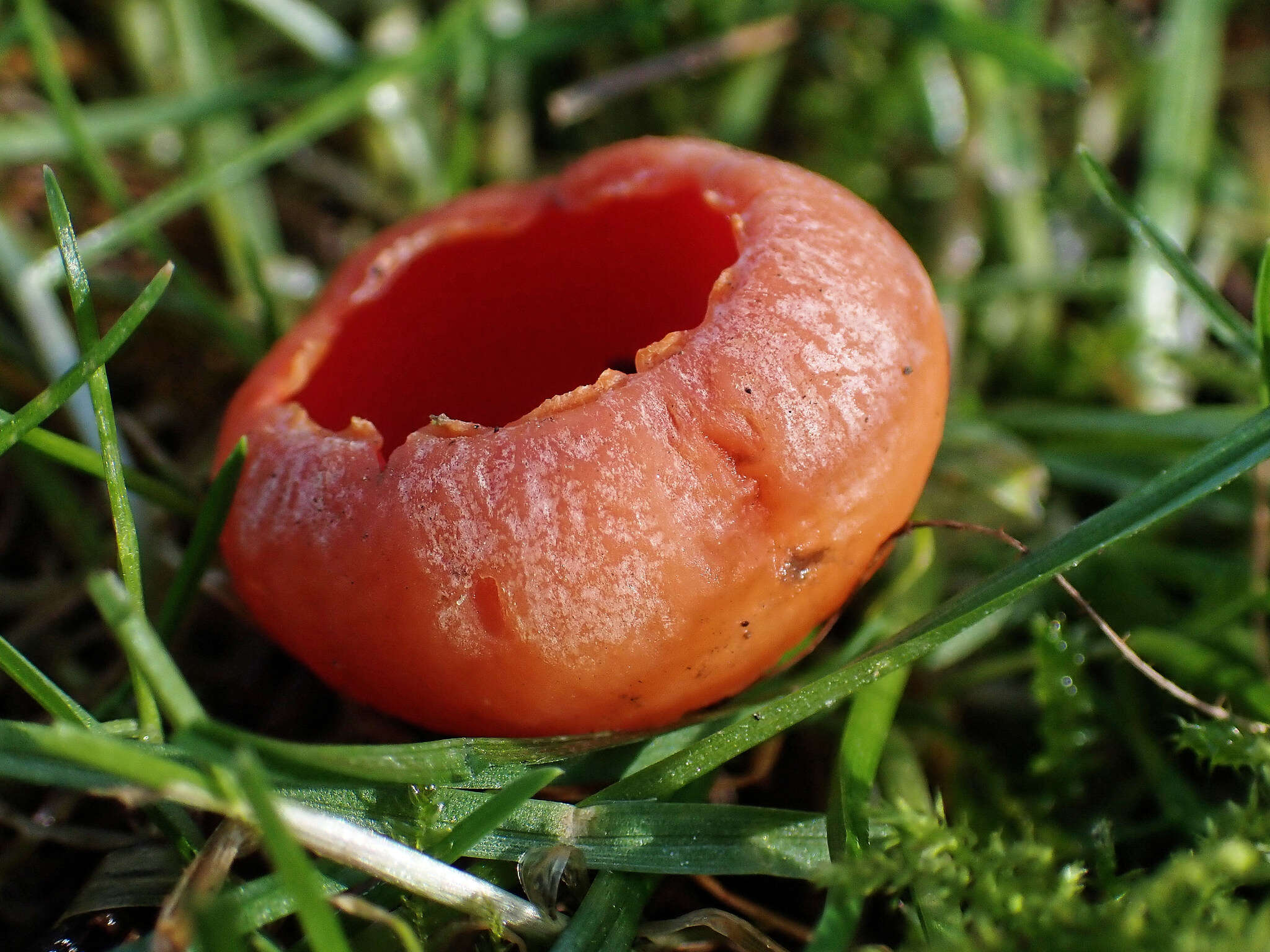 Image of Ruby elfcup