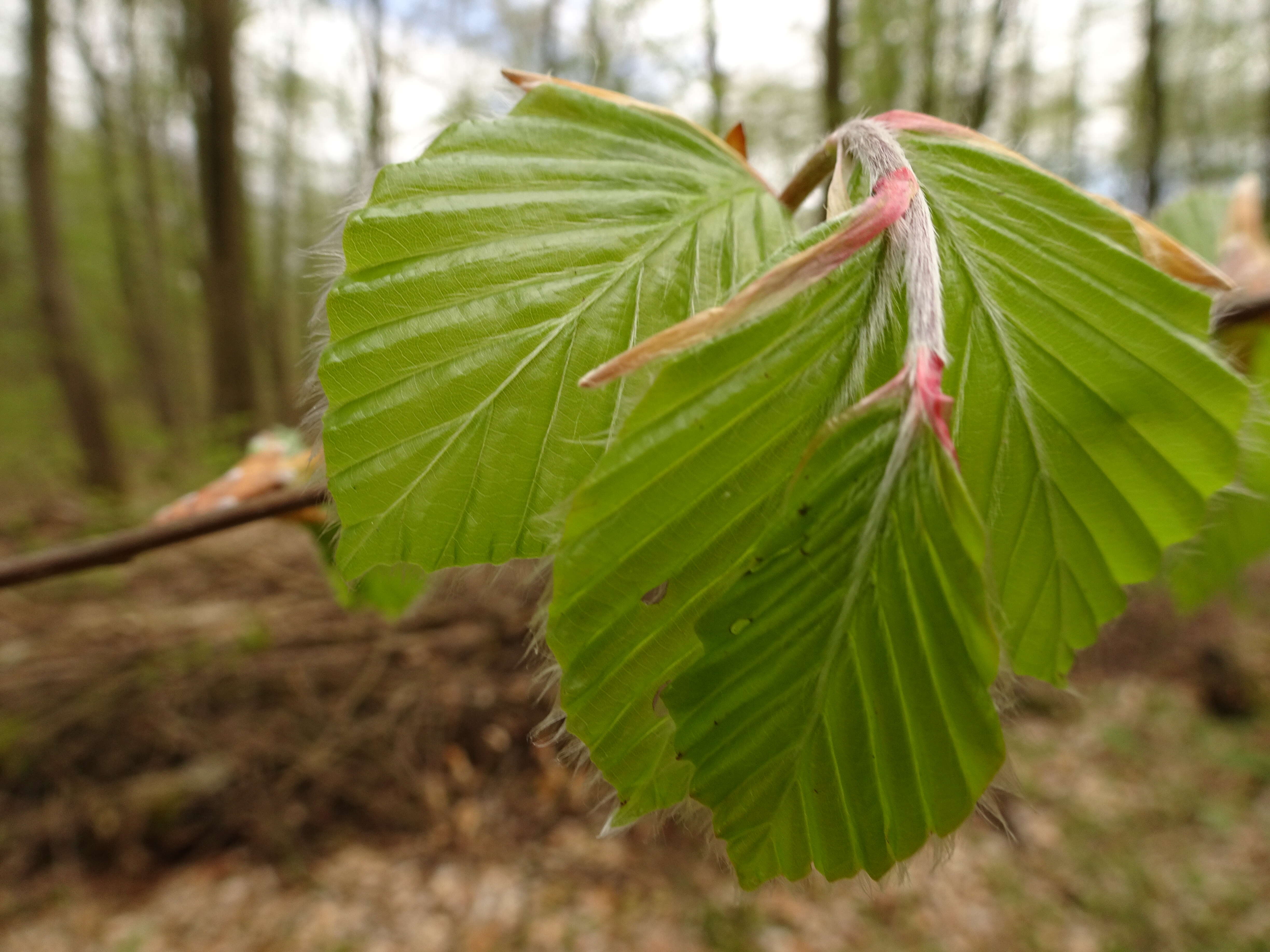 Image of European beech