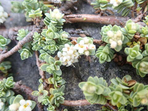 Image of Pimelea urvilleana A. Rich.