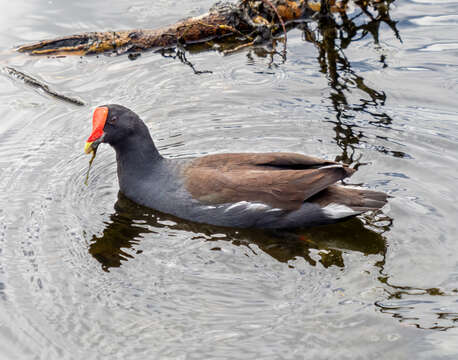 Image of Common Gallinule