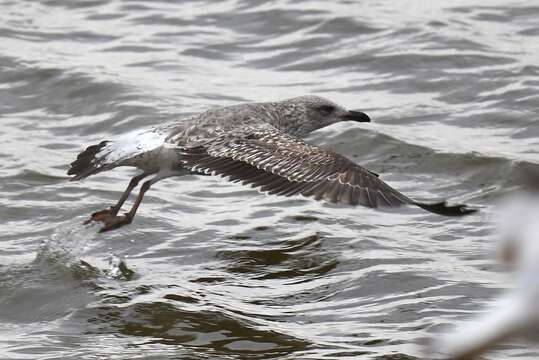 Image of Lesser Black-backed Gull