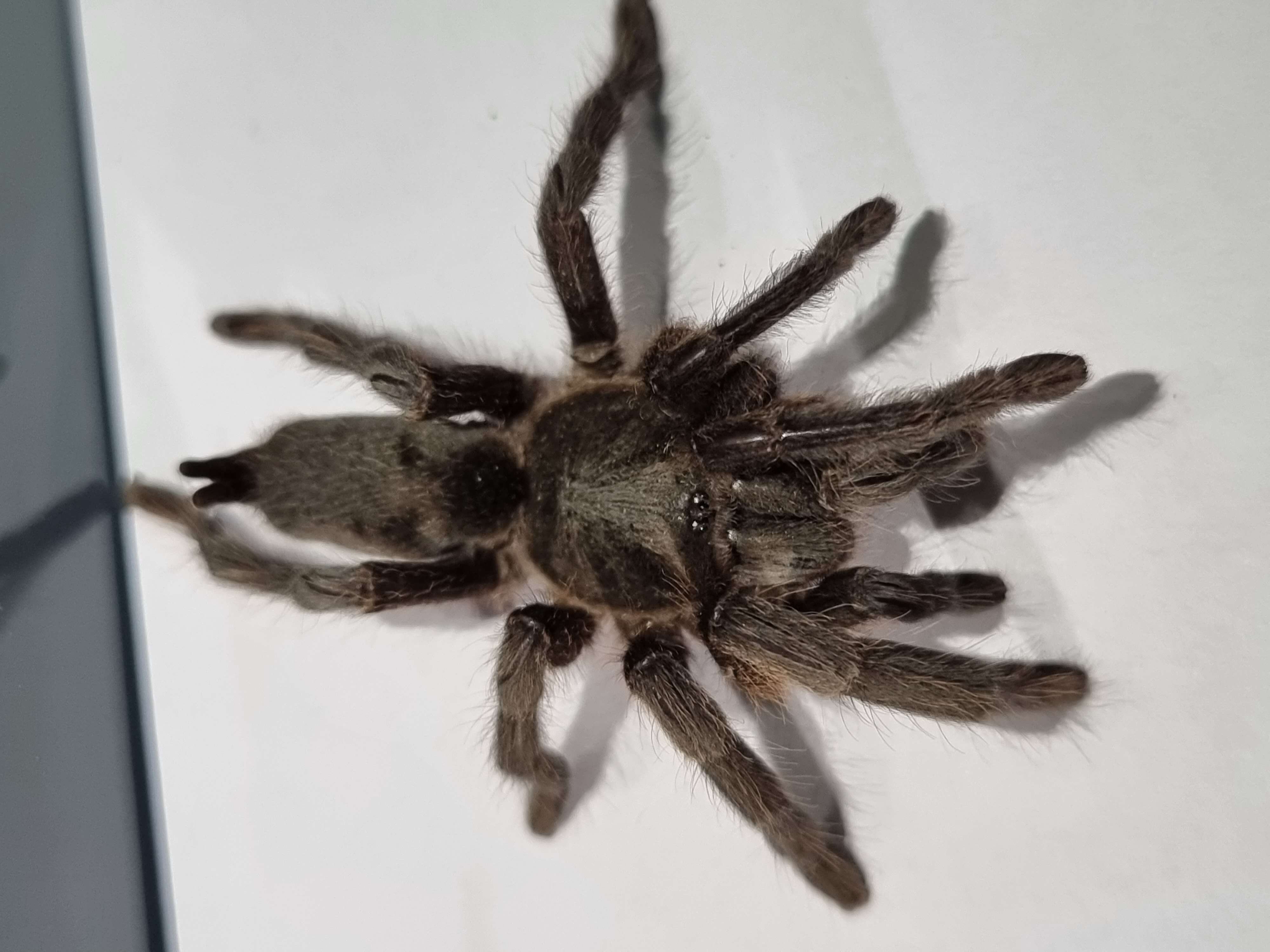 Image of Barking Birdeater Tarantula