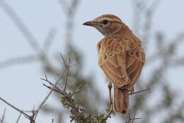 Image of Fawn-colored Lark