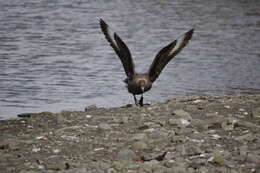 Image of Brown Skua