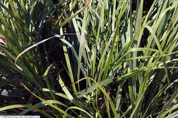 Image of feather reed grass