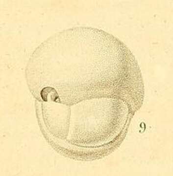 Image of Serioidea Holzmann & Pawlowski 2017