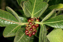 Image of blue-fruited crowberry