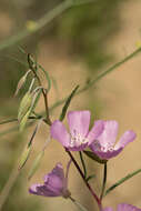 Image of Dudley's clarkia