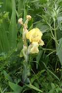 Image of Iris imbricata Lindl.