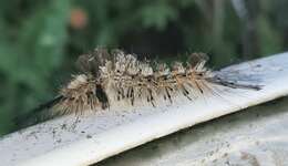 Image of Southern Tussock Moth