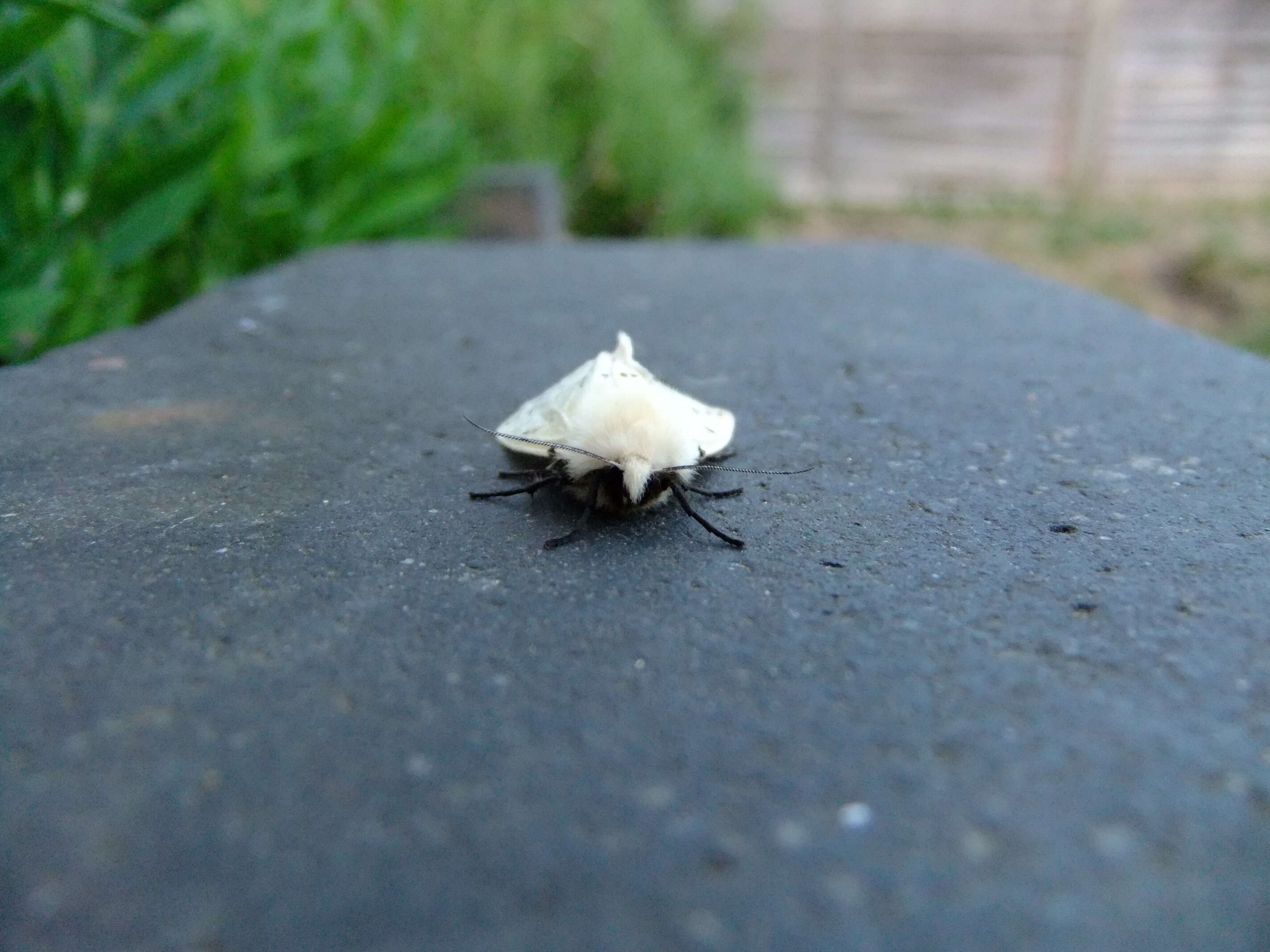 Image of Spilosoma lutea Hüfnagel 1766