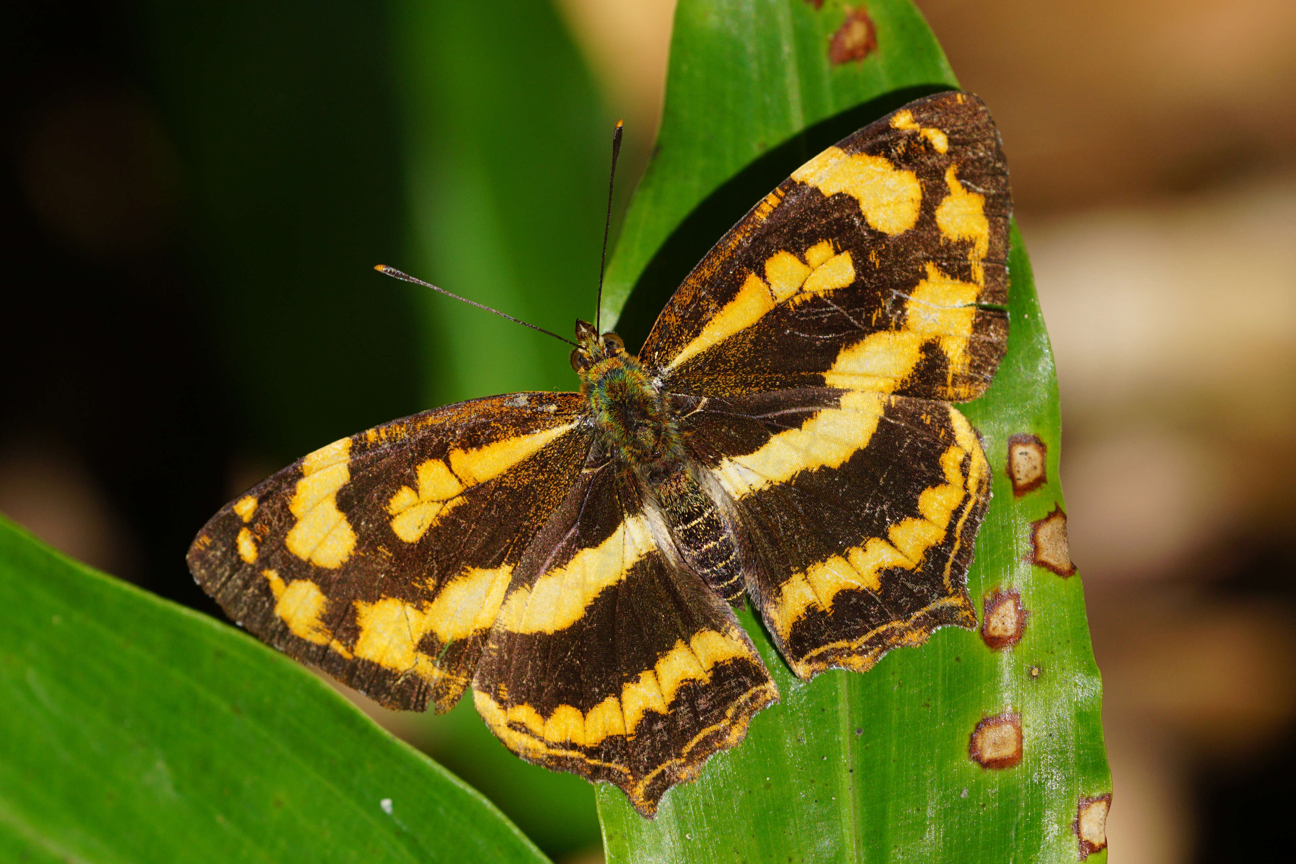 Plancia ëd Symbrenthia lilaea