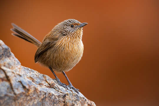 Image of Dusky Grasswren