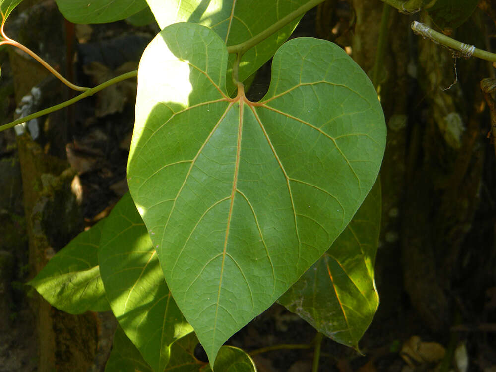 Image of Aristolochia didyma S. Moore