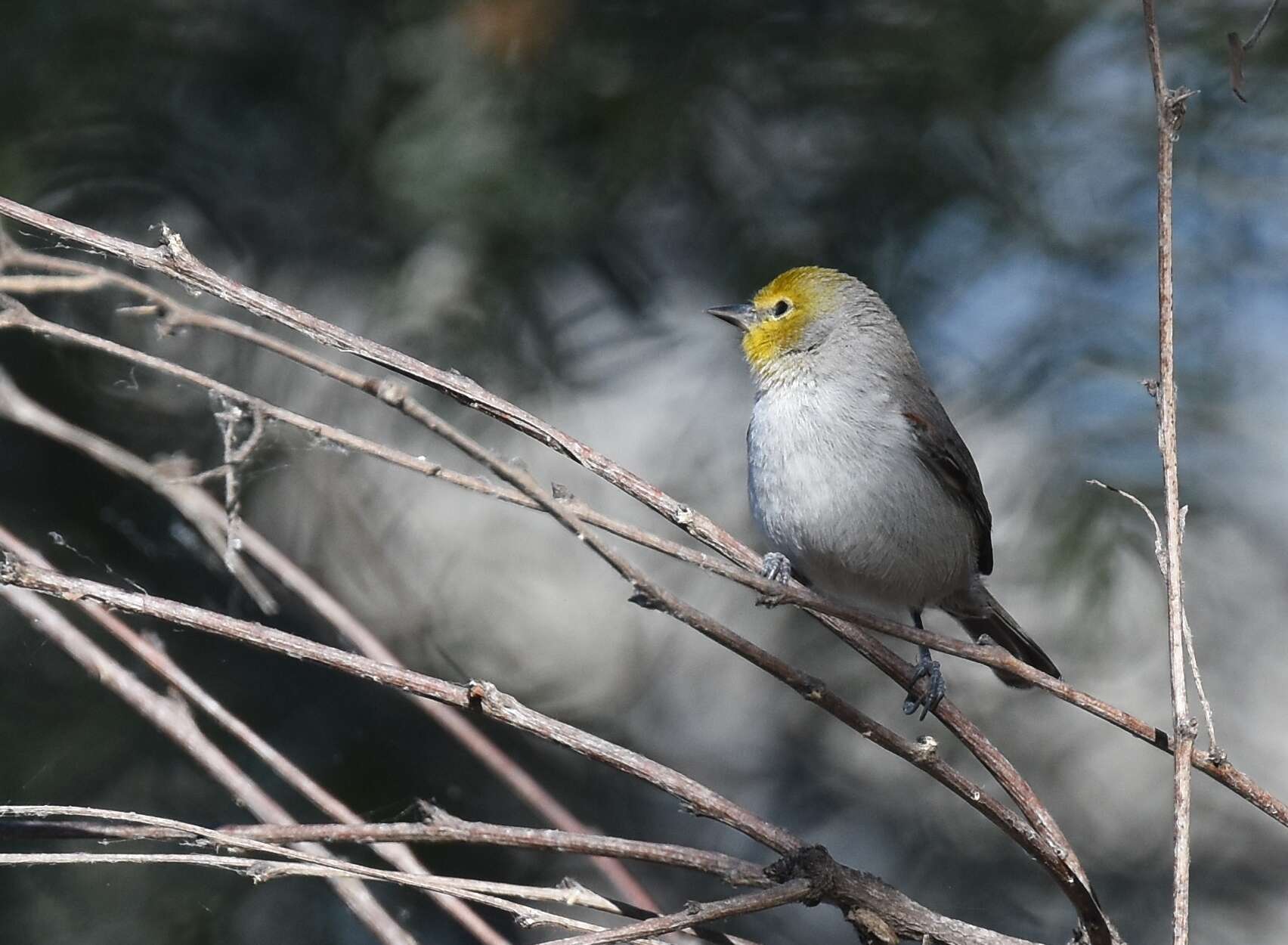 Image of Auriparus Baird & SF 1864