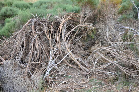 Image of Cytisus oromediterraneus