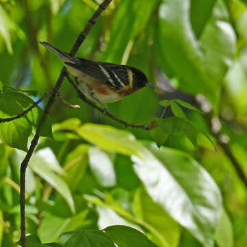 Setophaga castanea (Wilson & A 1810) resmi