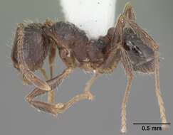 Pheidole crassicornis Emery 1895 resmi