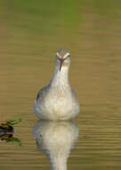 Image of Spotted Redshank