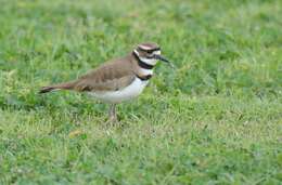 Image of Killdeer