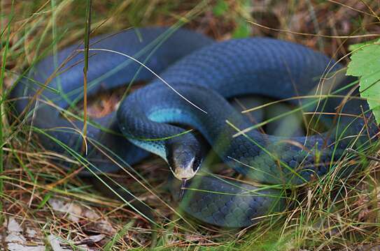 Coluber constrictor foxii (Baird & Girard 1853)的圖片