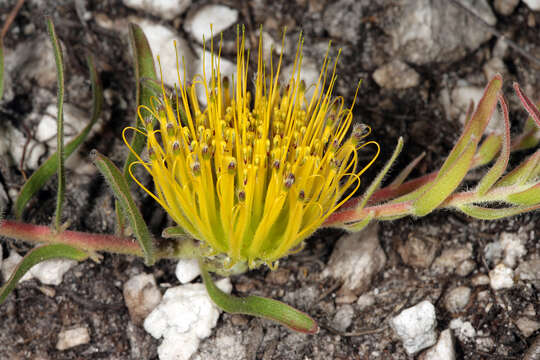 Imagem de Leucospermum gracile (Salisb. ex Knight) Rourke