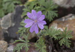 Image of Tuberous Cranesbill