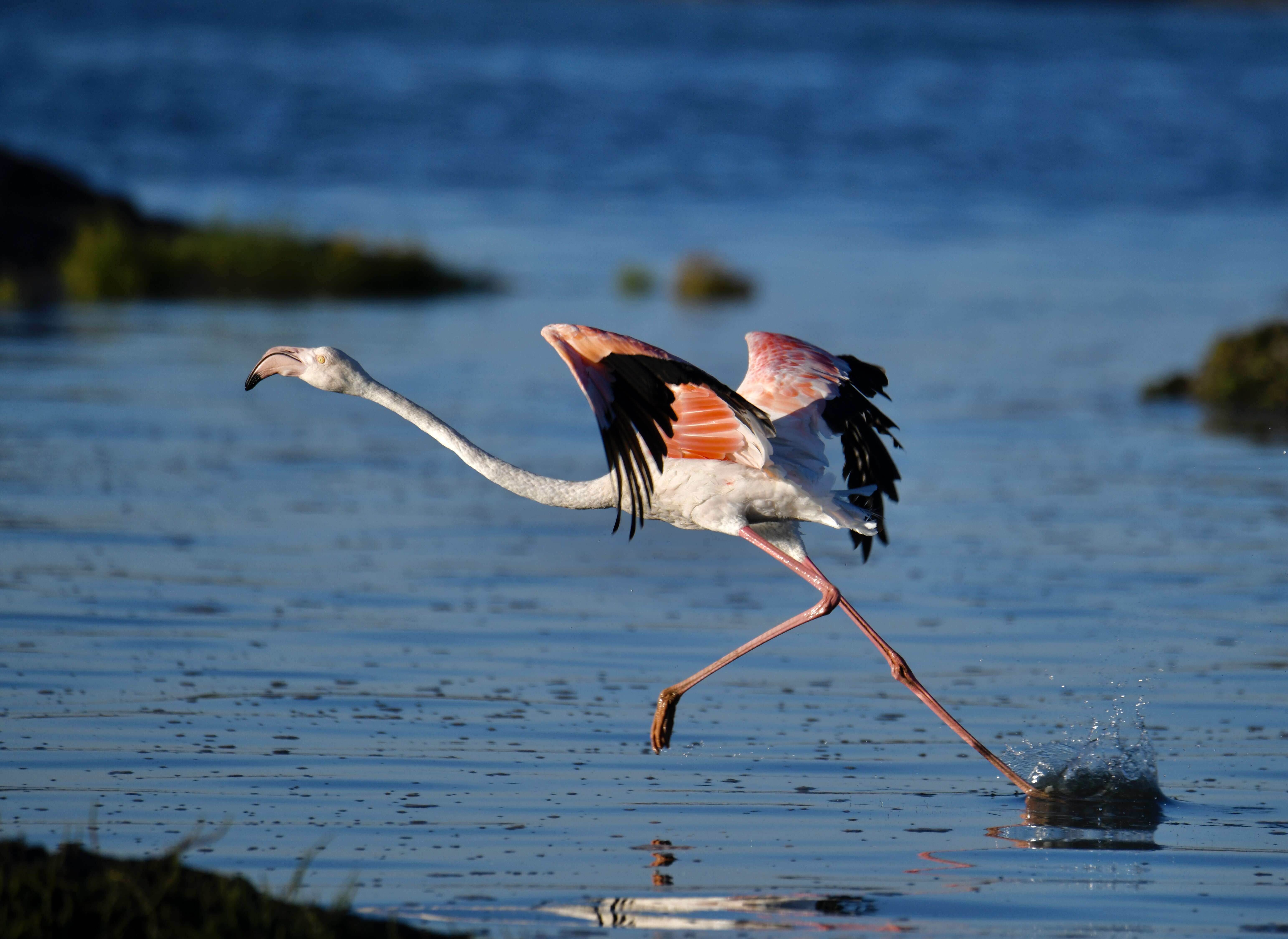 Imagem de Phoenicopterus roseus Pallas 1811