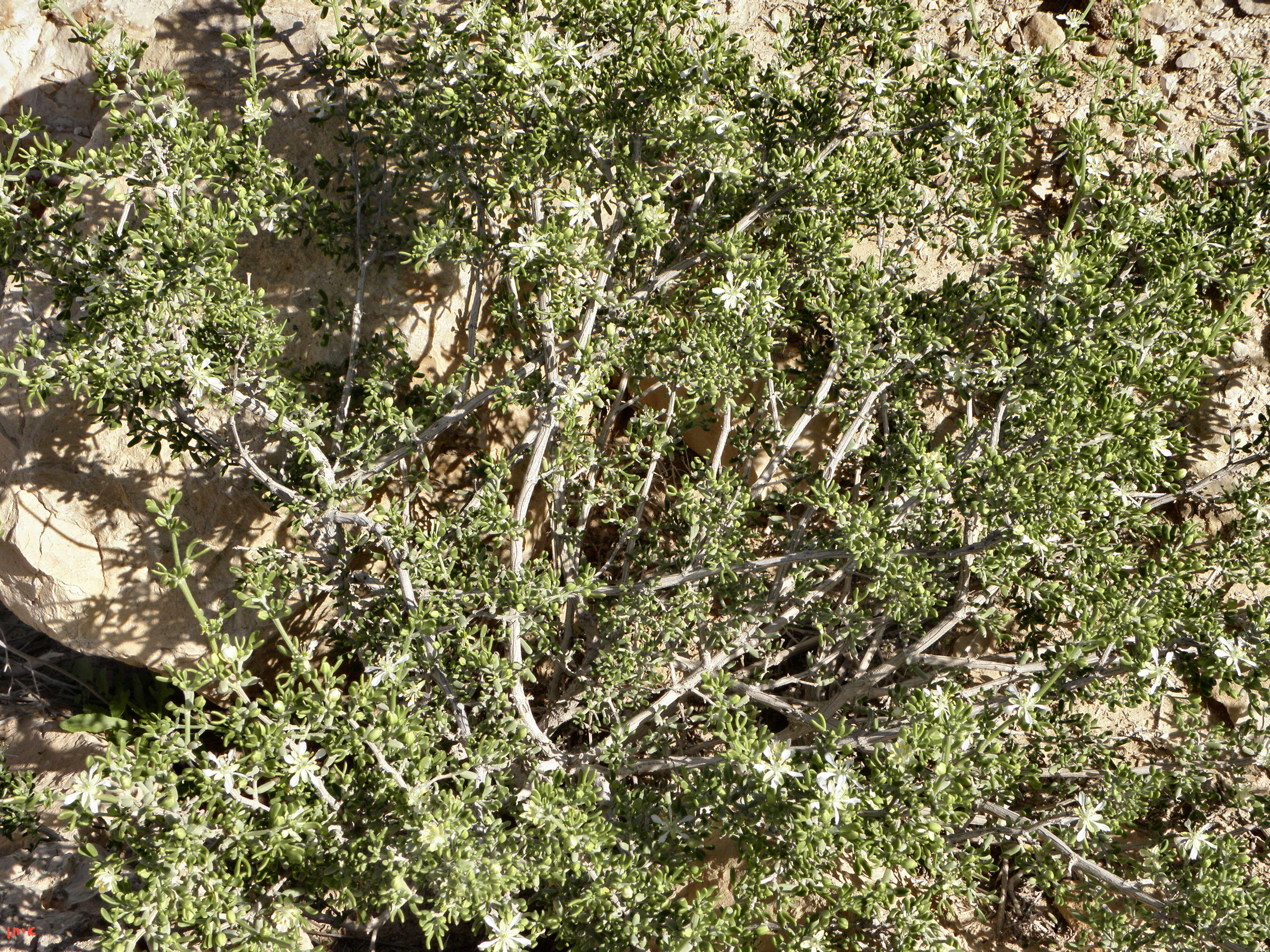 Image of Tetraena dumosa (Boiss.) Beier & Thulin