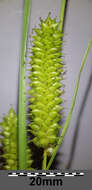 Image of beaked sedge